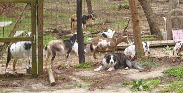 b2ap3 large yardful o goats clyde041217
