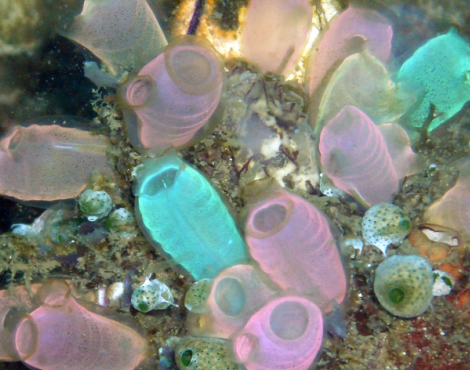 Sea Squirt and the Endocannabinoid System